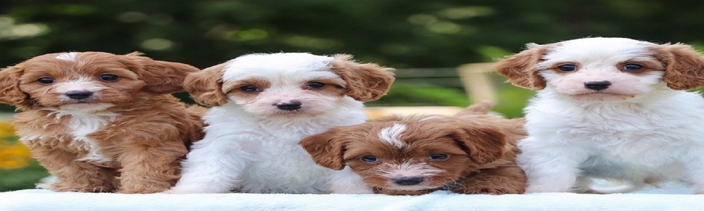 User banner image